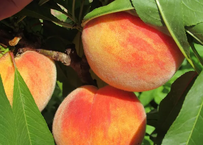 Katarina Konukevi Opatija