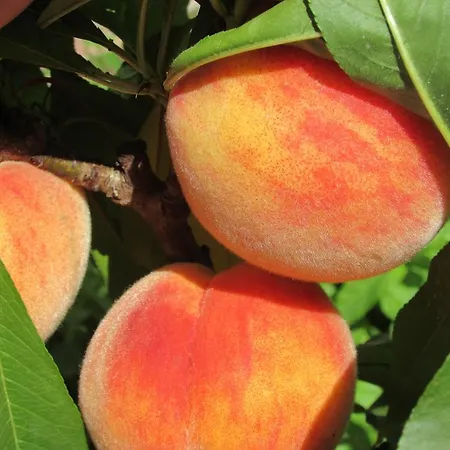 Katarina Πανσιόν Οπατία